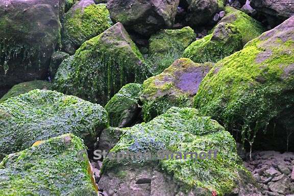 algae covered rocks 3779 2 graphic